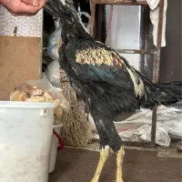 جوجه خروس و مرغ لاری