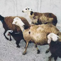 میش و بره پلنگی