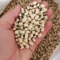 حبوبات به شرط مرجوعی|خوردنی و آشامیدنی|شیراز, شهرک مطهری|دیوار