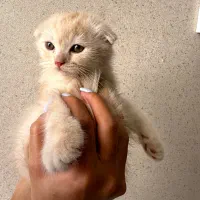 بچه اسکاتیش گلد
