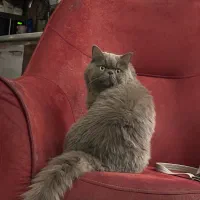 گربه اسکاتیش|گربه|مشهد, کارگران|دیوار