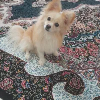 سگ پامر اشتپیز|سگ|بندرعباس, |دیوار