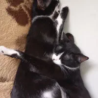 واگذاری دو گربه