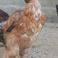 مرغ اصیل