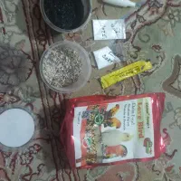 عروس هلندی نروماده|پرنده|محمدشهر, جعفرآباد|دیوار