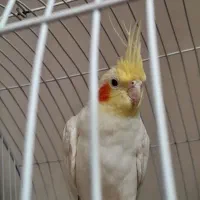 عروس نر سخنگو با قفس