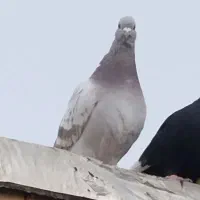 کفتر ذات دار|پرنده|مشهد, ایثار|دیوار