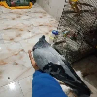 سبز کاکل نر رام