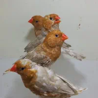 فنچ فائو فول اورنج واورنج