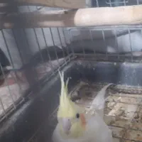 عروس هلندی باقفس|پرنده|ماهدشت, |دیوار