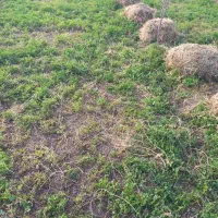 فروش علف یونجه