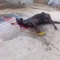 گاومیش خرید تمامی حیوانات ،ادرس مایان|حیوانات مزرعه|تبریز, |دیوار