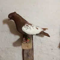 سینه سرخ|پرنده|خرمشهر, |دیوار