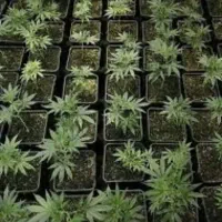 لطفاً راهنمایی کنید کجابذربخرم|فعالیت داوطلبانه تحقیقاتی|یزد, |دیوار