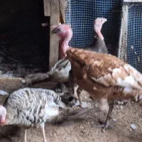 مرغ خروس،برهما،لاری،ابریشمی لهستانی بوقلمون غوقاز|پرنده|گرگان, |دیوار