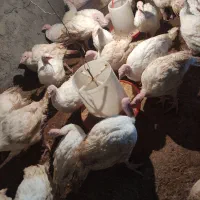 فروش بوقلمون گوشتی و کشتار