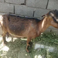 بز آلپاین