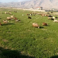 فروش میش با بره معاوضه با موتور