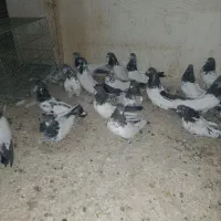 کبوتر کله دم سبز|پرنده|کبودرآهنگ, |دیوار