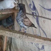 کبوتر سینه باز