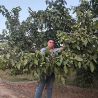 فروش نهال صنوبر درجه ۱ ترکیه|خدمات باغبانی و درختکاری|طاغنکوه, |دیوار