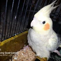 پرنده|پرنده|لاهیجان, فیاض|دیوار