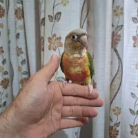 گرینچیک آناناسی(ماده)
