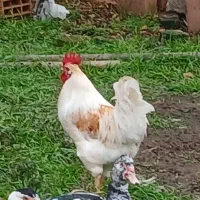 فروش خروس محلی