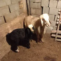 میش|حیوانات مزرعه|جره و بالاده, |دیوار