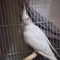 عروس هلندی نر