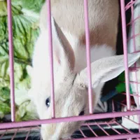 فروش فوری خرگوش|موش و خرگوش|خرم‌آباد, |دیوار