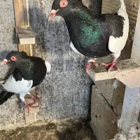 جفت یهودی سیاه کلایی