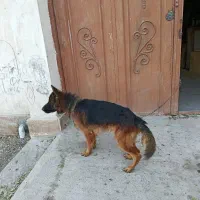 سگ روت وایلر ماده و ژرمن نر