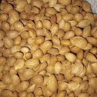 فروش بادام سنگی