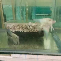 مولد آنجل بلغاری|ماهی|خسروشاه, |دیوار