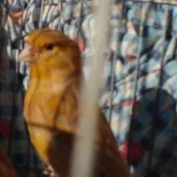 قناری شتری ماده|پرنده|شیبکوه (فارس), |دیوار