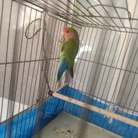 کوتوله و عروس هلندی
