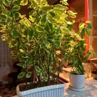 فروش گل اپارتمانی|گل و گیاه طبیعی|مینودشت, |دیوار