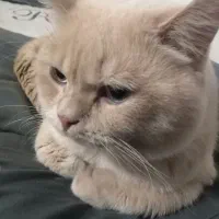 جفت‌گیری با گربه نر