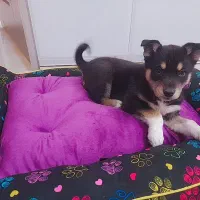 سگ دو رگه دوبرمن و هاسکی