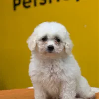 سگ نژاد بیشون فرایز کیفیت بمب|سگ|تهران, سعادت‌آباد|دیوار