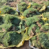 فروش انواع چمن رولی ولقمه ای انواع نخل مثمر|خدمات باغبانی و درختکاری|آبادان, |دیوار