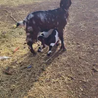 بوزدوقلوزا جوان با2ته بوزغاله|حیوانات مزرعه|اشتهارد, |دیوار