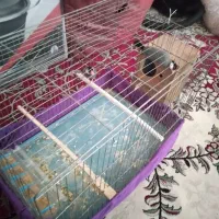 فنج نرگسی با جوجه معاوضه با قناری