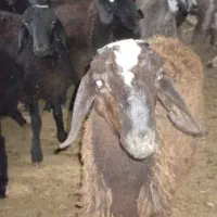 گوسفند پرواری