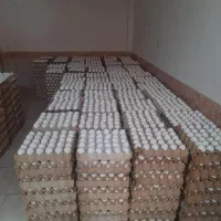 تخم مرغ کارتنی ارزان