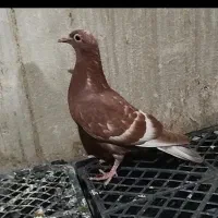 کبوتر پلاکی|پرنده|شاهین‌شهر, ۹ دی|دیوار