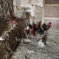 خروس|حیوانات مزرعه|کنگاور, |دیوار