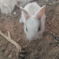 خرگوش
