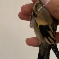 جوجه سهره دورگ منطقه کرمانشاه فوق شرور
